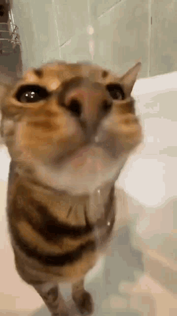 a cat is drinking water from a bathtub .