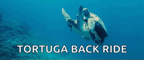 Turtle Piggyback Ride GIF - Turtle Piggyback Ride Swimming GIFs