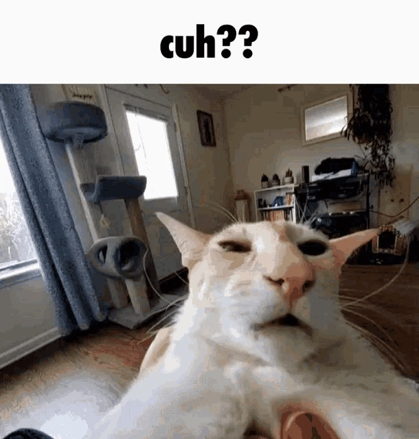 Cuh What GIF - Cuh What Cat GIFs