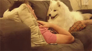 милая собака ласкается с хозяином животные GIF - Dog Samoyed Cuddle GIFs