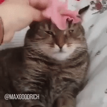 Cat Trascendence GIF - Cat Trascendence Meme GIFs