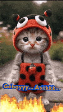a cat wearing a ladybug hat and pants with the words geboyyy asilkkk written below it