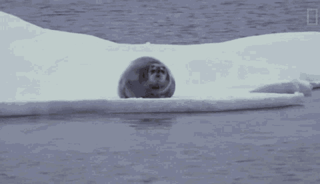 a seal sitting on a piece of ice in the water