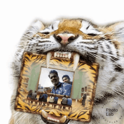 Bharath Tiger GIF - Bharath Tiger Frame GIFs