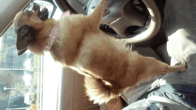 a dog wearing a pink collar is standing in a car