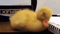 Duck Sleepy GIF - Duck Sleepy Math Class Be Like GIFs