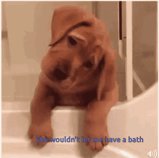 Dog She Wouldnt Let Me Have A Bath GIF - Dog She Wouldnt Let Me Have A Bath Cute GIFs