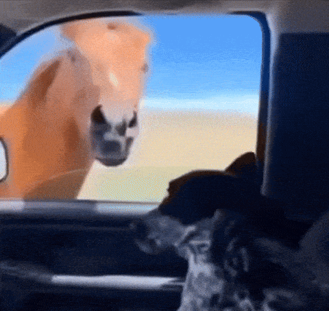 a horse and a dog are looking out the window of a vehicle