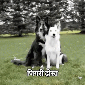 दोस्त, दोस्ती, मस्ती, जिगरी यारी GIF - Dogs Dog Hug GIFs