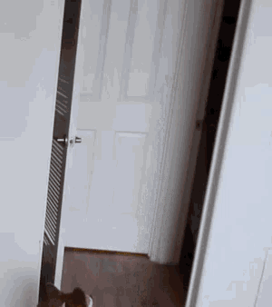 a dog is standing in a hallway next to a white door