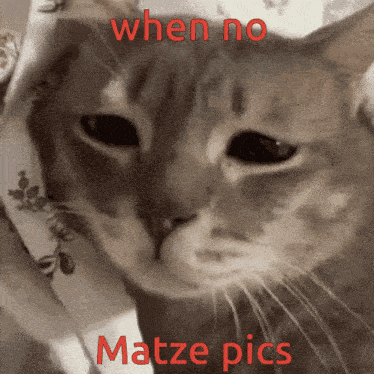 Matze Cat GIF - Matze Cat When No GIFs
