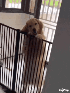 a dog is standing on its hind legs behind a metal gate .
