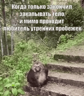 a monkey is sitting on a set of stairs with a caption in russian .