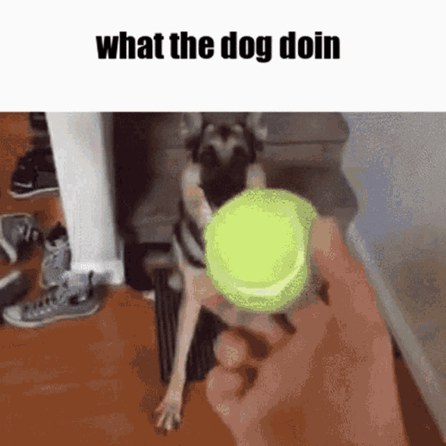 a person is holding a tennis ball in front of a dog with the words what the dog doin below it