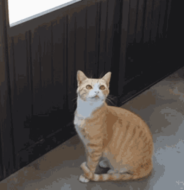 an orange and white cat sitting on a concrete floor