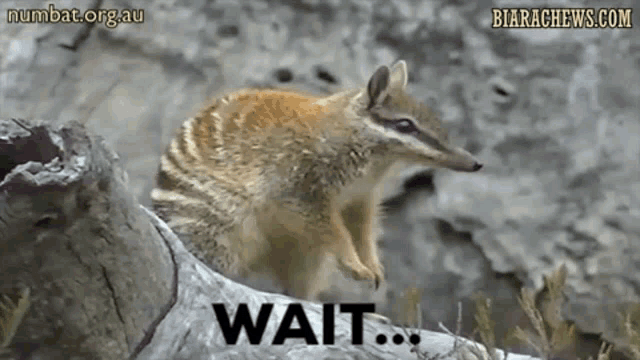 Numbat Wait What GIF - Numbat Wait What What The GIFs