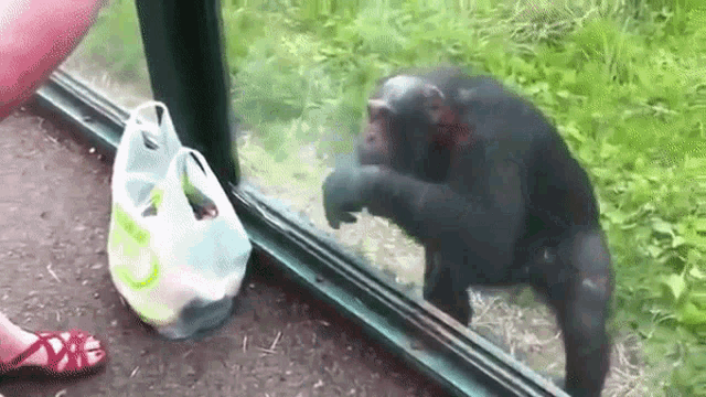 Monkey Chimpanzee GIF - Monkey Chimpanzee Smart GIFs