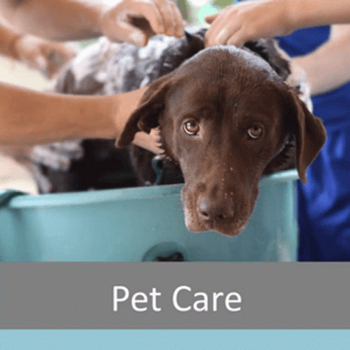 Senior Pet Care Senior Dog Care GIF - Senior Pet Care Senior Dog Care GIFs