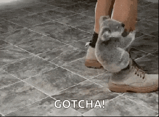 a koala bear is sitting on a person 's feet .