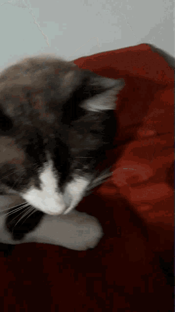 a close up of a cat laying on a red pillow