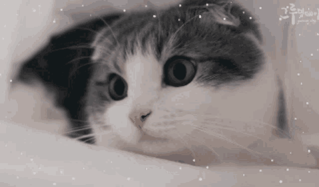 a black and white cat laying on a bed