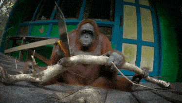 an orangutan is cutting a branch with a machete