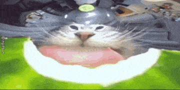 a cat is eating a slice of watermelon with a cucumber on top of it .