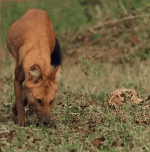 a brown dog is walking in the grass looking for food