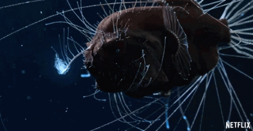 Anglerfish Scary GIF - Anglerfish Scary Creepy GIFs