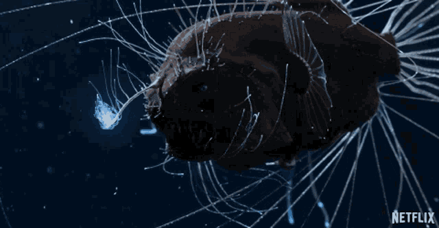 a netflix ad shows a fish swimming in the water