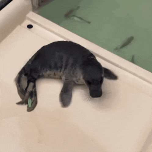 a seal is laying on a white surface in a tank