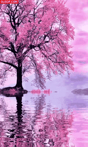 a tree with pink flowers is reflected in a lake