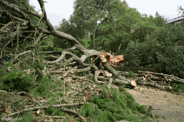 a pile of fallen trees with the url imgflip.com visible