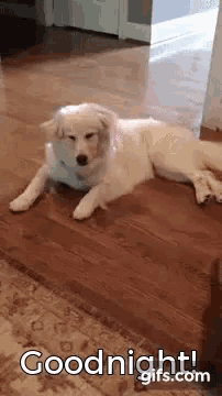 a white dog is laying on a wooden floor with the words `` goodnight '' written above it .