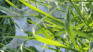 a white cat is peeking out from behind some tall grass