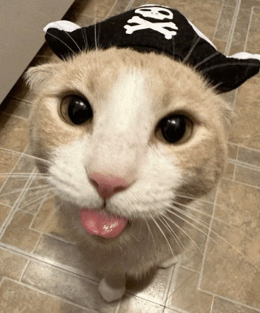 a close up of a cat wearing a pirate hat sticking its tongue out