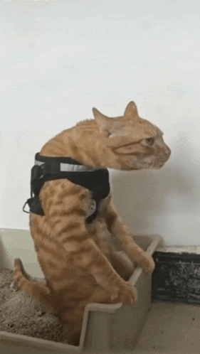 a cat wearing a harness is standing in a litter box
