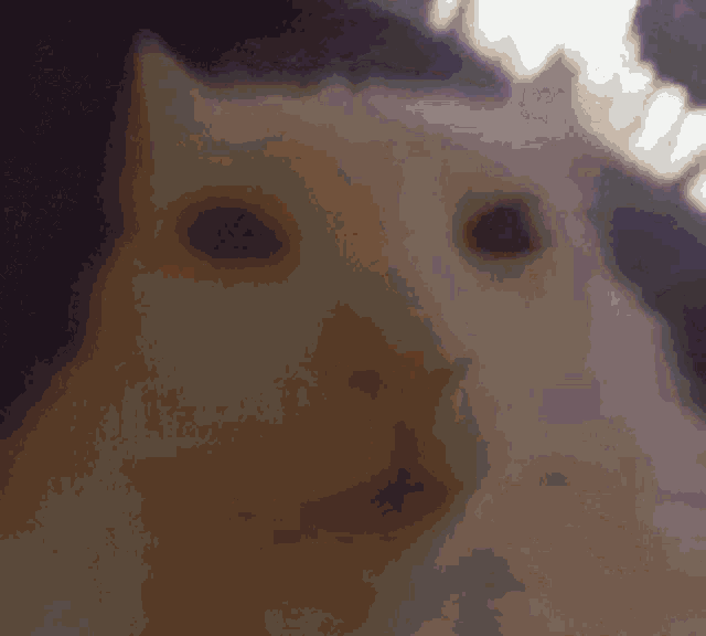 a close up of a cat 's face with a purple background .