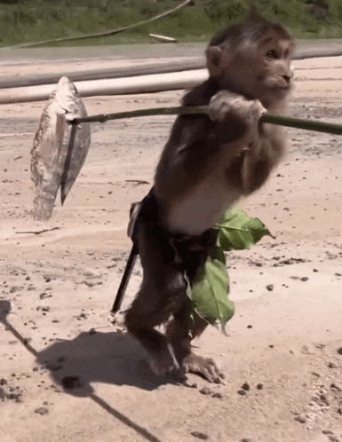 a monkey is holding a stick and a fish