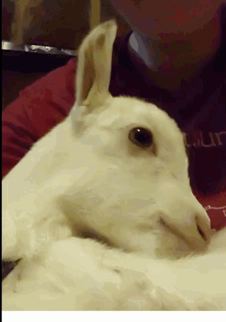 Baby Goat GIF - Baby Goat Sleepy GIFs