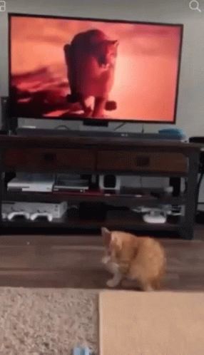 Scared Cat GIF - Scared Cat Orange GIFs