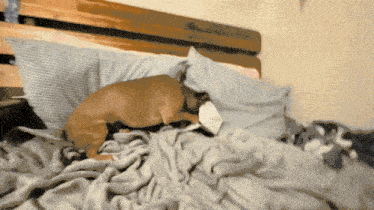 a dog is laying on a bed with a blanket and a pillow