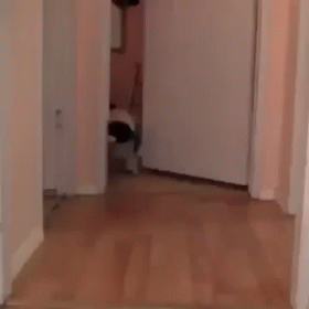 Run For Your Life! GIF - Pug Puppy Dog GIFs
