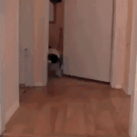 a pug dog is walking down a hallway .