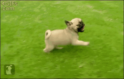 a pug dog is running on a lush green field with its mouth open .