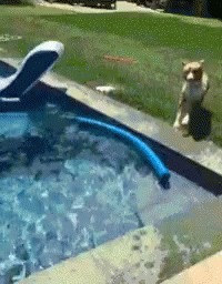 Dog In GIF - Dog In Pool GIFs