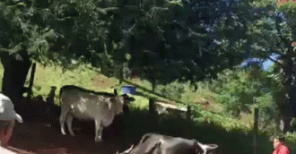 Cows Herd GIF - Cows Herd Farm GIFs