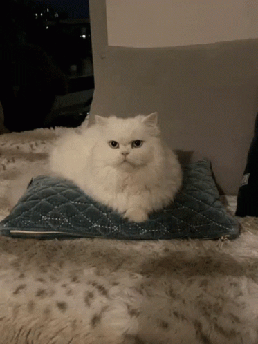Cat Whitecat GIF - Cat Whitecat White GIFs