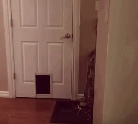 Pintar Tapi Bodoh GIF - Cat Open Door GIFs