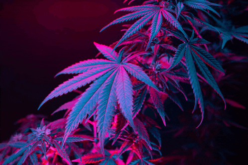 purple and blue leaves of a marijuana plant on a purple background